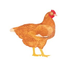 Icono de My Poultry Manager - Farm app
